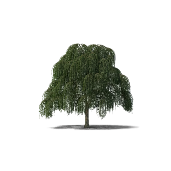Saule